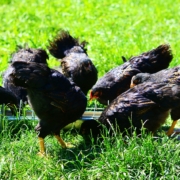 Chicken 3470580 1280